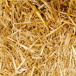 Beers, boards and bitches: for a drink with Cory Scholes